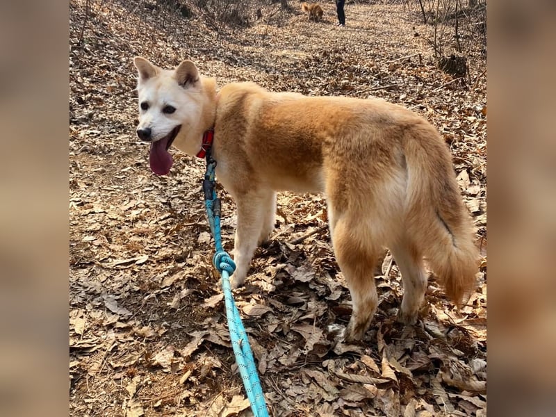 Mochi eine verschmuste, verspielte Hundedame, gerne als Zweithund, sucht ihre Menschen