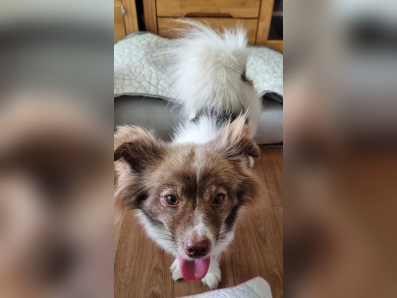 Yeoreum eine liebe, kleine Hundedame,sucht ein Zuhause