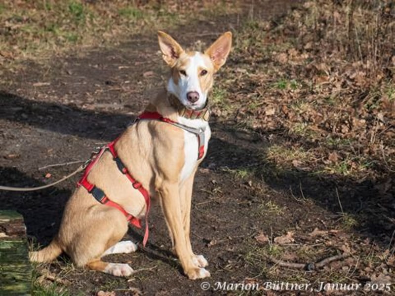 Lila ist eine zierliche Hundedame