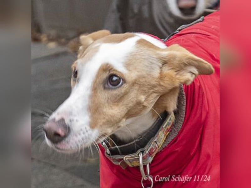 Lila ist eine zierliche Hundedame