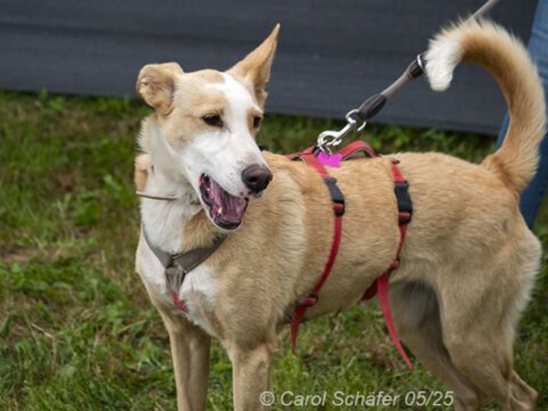 Lila ist eine zierliche Hundedame