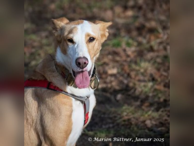 Lila ist eine zierliche Hundedame