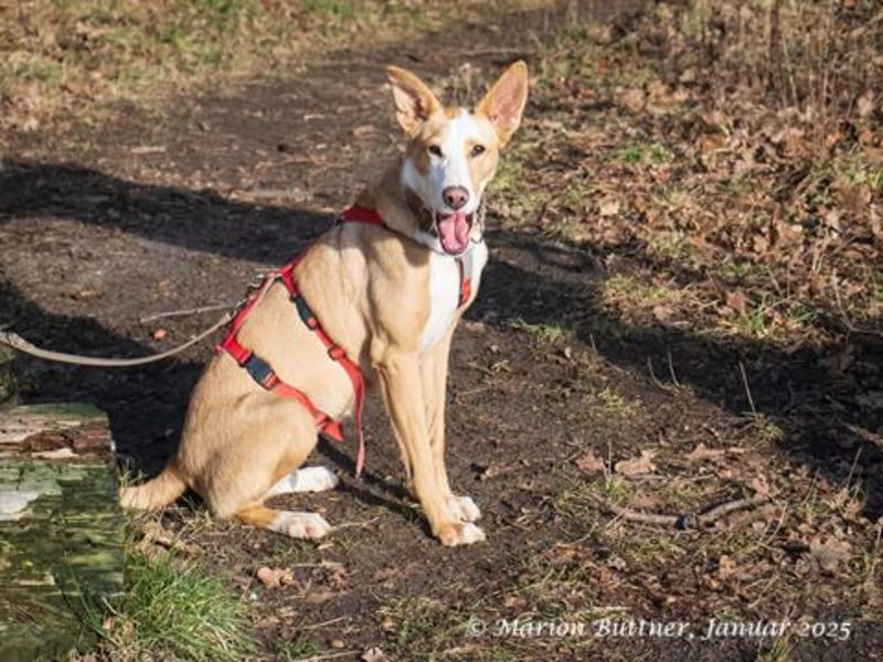 Lila ist eine zierliche Hundedame