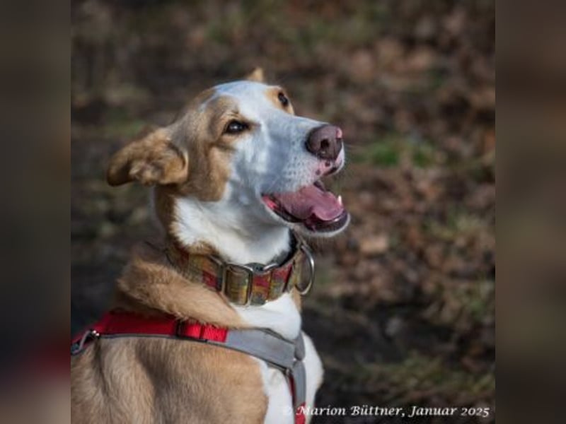 Lila ist eine zierliche Hundedame
