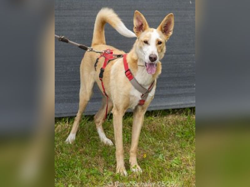 Lila ist eine zierliche Hundedame
