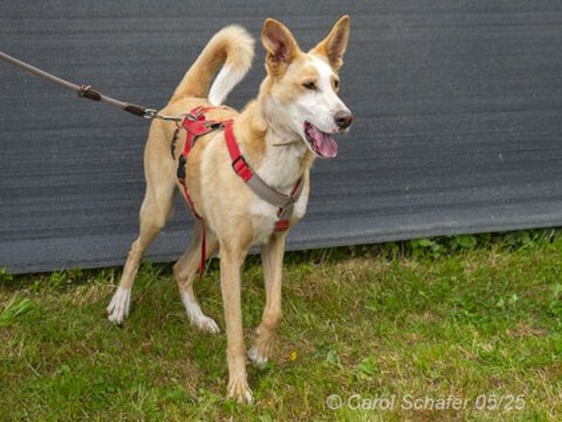 Lila ist eine zierliche Hundedame