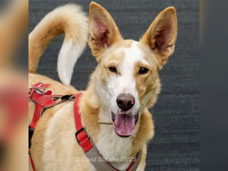Lila ist eine zierliche Hundedame