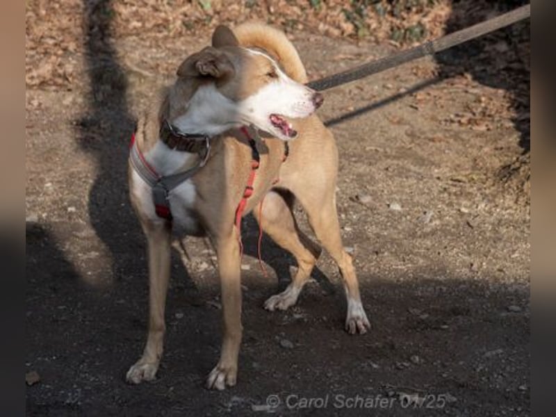 Lila ist eine zierliche Hundedame