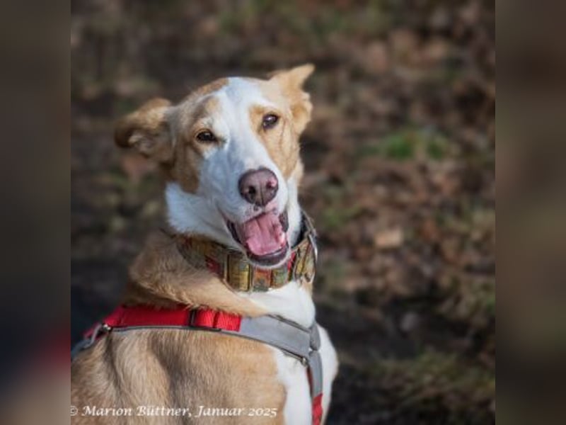 Lila ist eine zierliche Hundedame