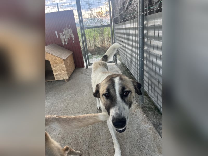 Penny II– Die sanfte Seele sucht ein Zuhause mit Herz!
