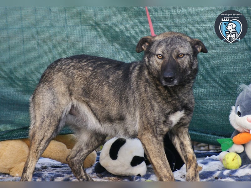 Greta sucht ein Zuhause