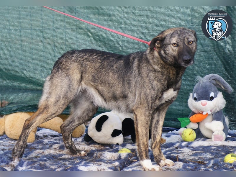 Greta sucht ein Zuhause