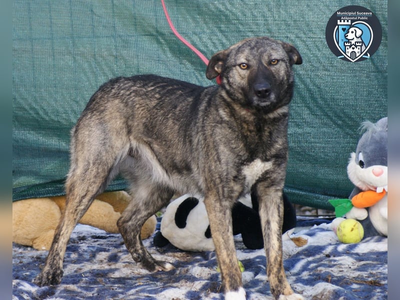 Greta sucht ein Zuhause