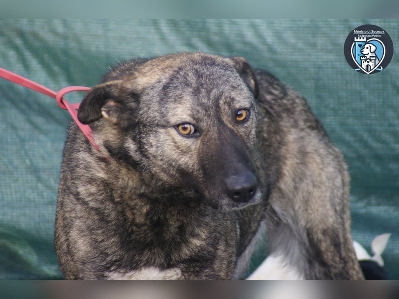 Greta sucht ein Zuhause