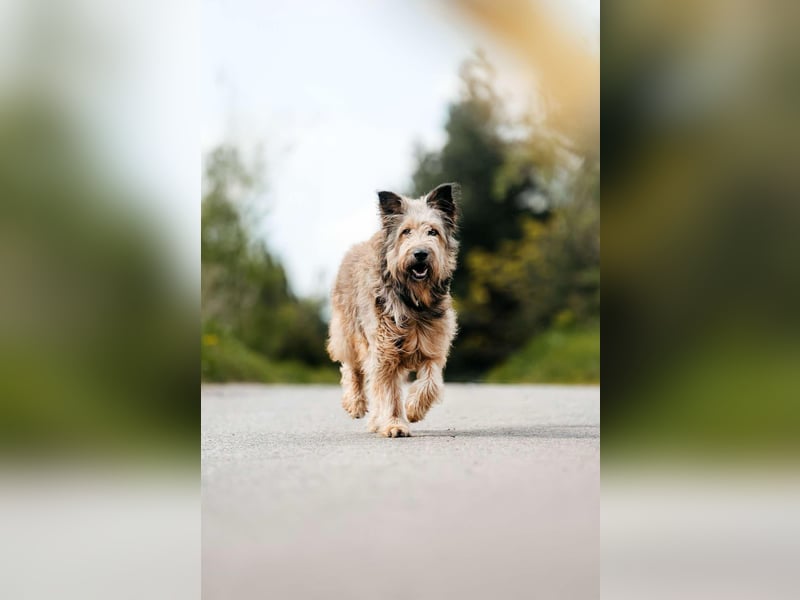 Verschmuste Maya sucht ihre Menschen