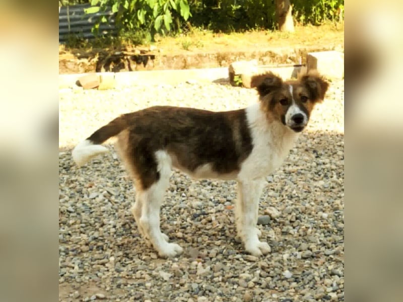 SUSIE - sanfte Schönheit sucht eine Familie