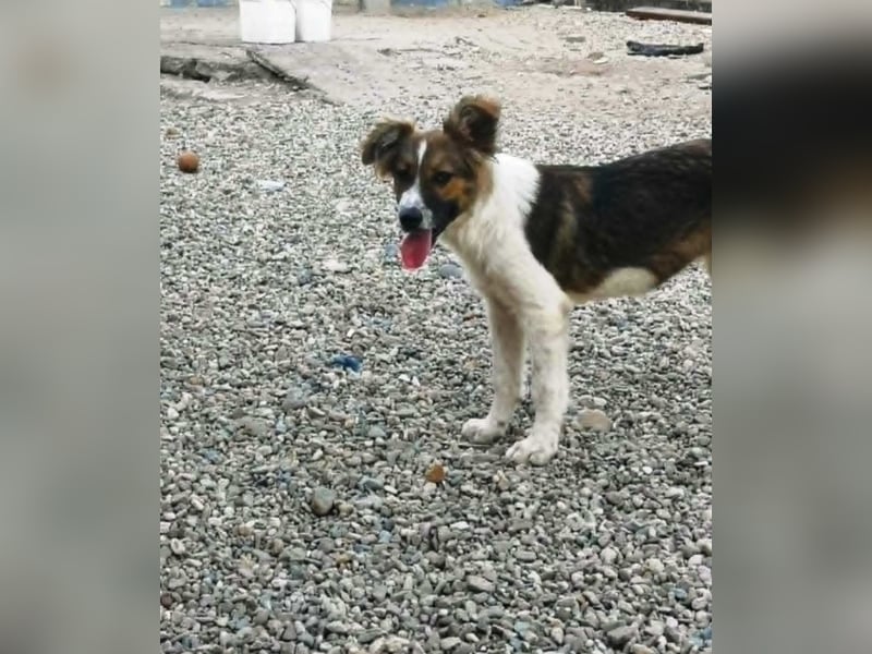 SUSIE - sanfte Schönheit sucht eine Familie