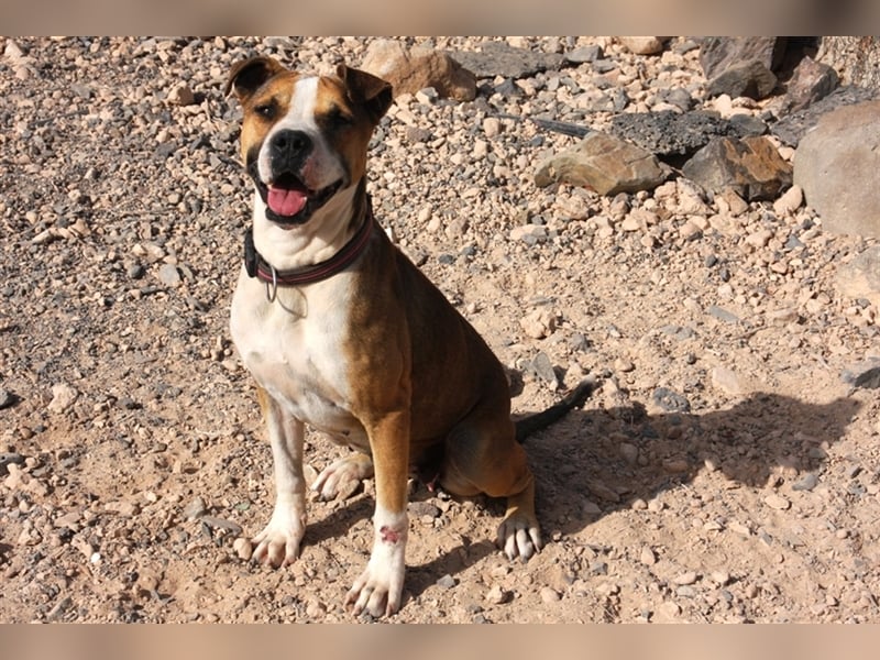 Liebevolle Pitbull-Mischlingshündin sucht neues Zuhause