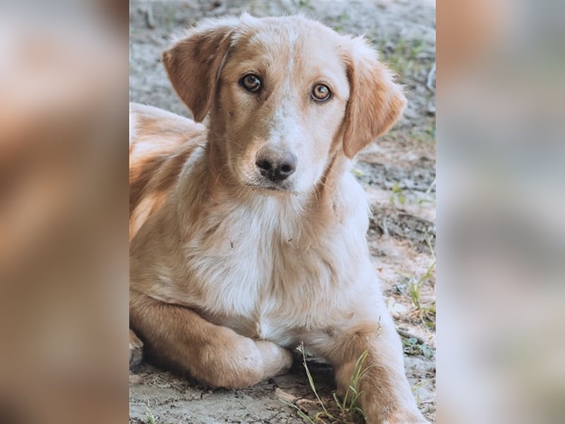 Bibi, (Pflegestelle Wuppertal) wartet auf ihre Menschen