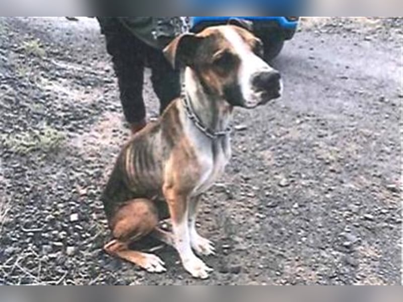Liebevolle Pitbull-Mischlingshündin sucht neues Zuhause