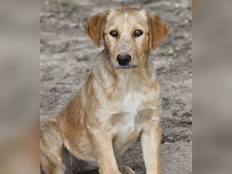 Bibi, (Pflegestelle Wuppertal) wartet auf ihre Menschen