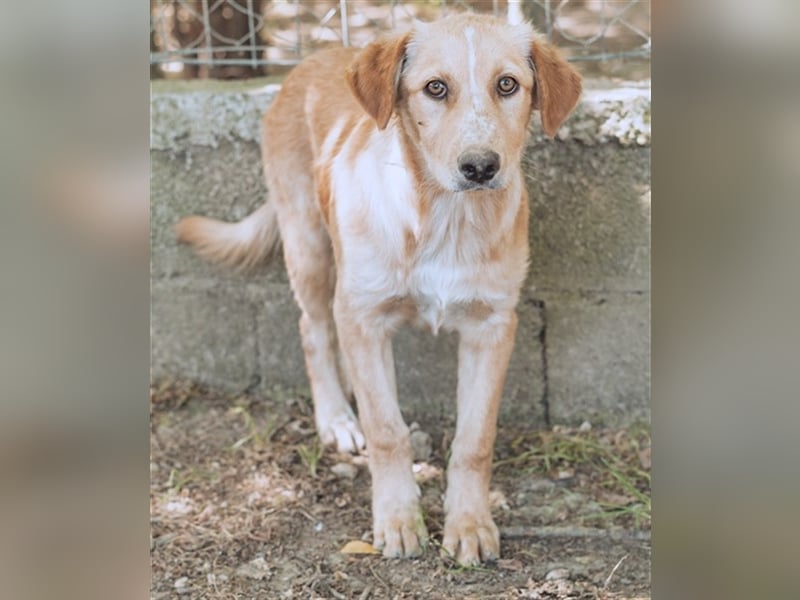 Bibi, (Pflegestelle Wuppertal) wartet auf ihre Menschen