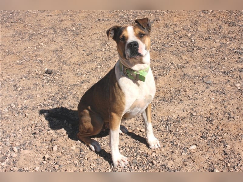 Liebevolle Pitbull-Mischlingshündin sucht neues Zuhause
