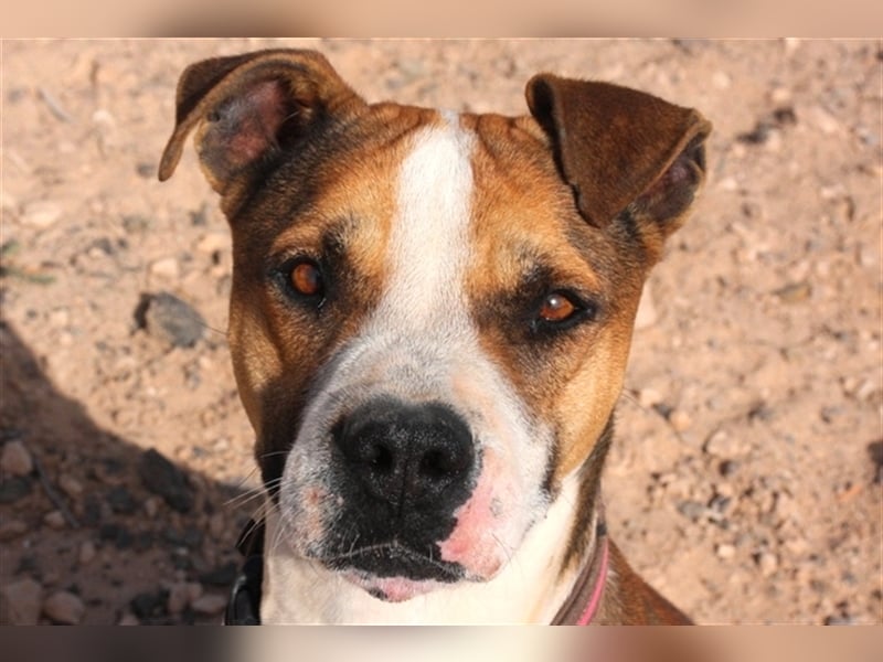 Liebevolle Pitbull-Mischlingshündin sucht neues Zuhause