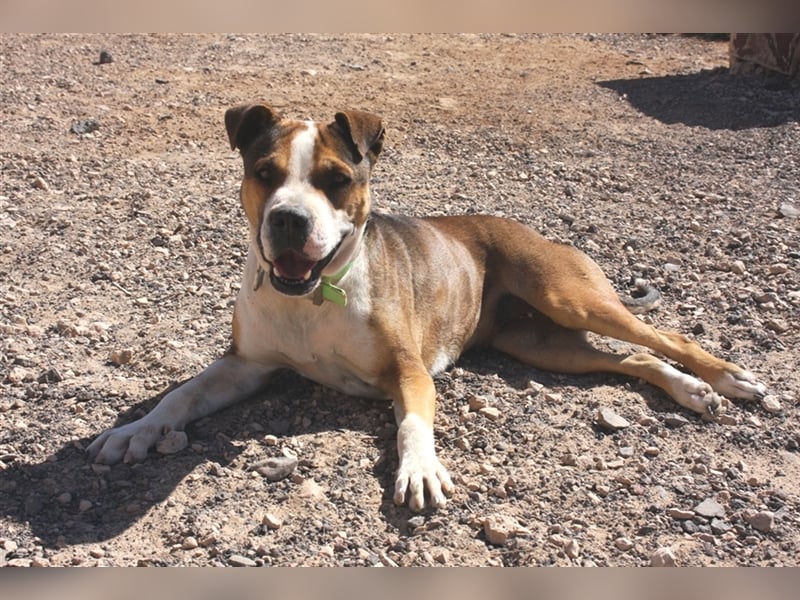 Liebevolle Pitbull-Mischlingshündin sucht neues Zuhause