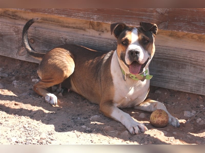 Liebevolle Pitbull-Mischlingshündin sucht neues Zuhause
