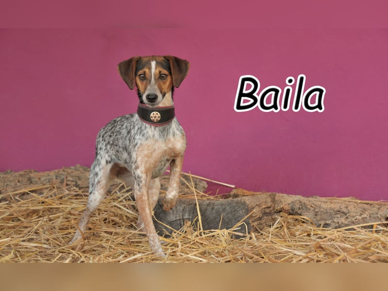 Haben Sie für Baila ein Plätzchen in ihrem Herzen?