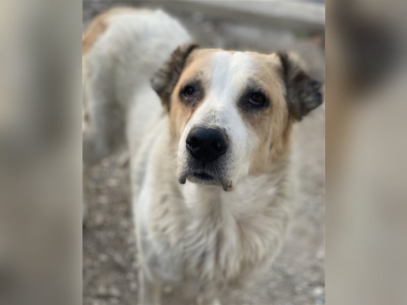 Jorma, geb. ca. 03/2016, lebt in GRIECHENLAND, im städt. Tierheim Serres