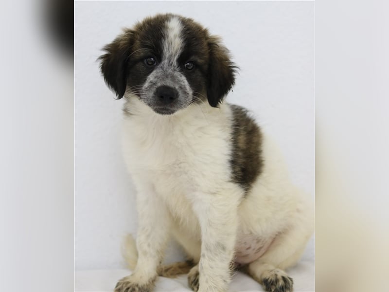 Palina, geb. ca. 05/2023, lebt in GRIECHENLAND, im städt. Tierheim Serres