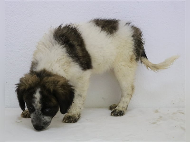 Palina, geb. ca. 05/2023, lebt in GRIECHENLAND, im städt. Tierheim Serres