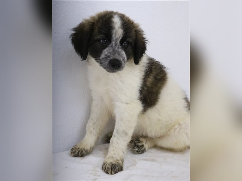 Palina, geb. ca. 05/2023, lebt in GRIECHENLAND, im städt. Tierheim Serres