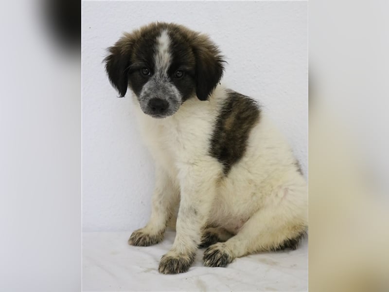 Palina, geb. ca. 05/2023, lebt in GRIECHENLAND, im städt. Tierheim Serres