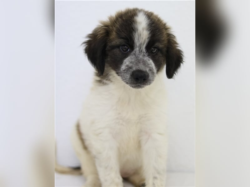 Palina, geb. ca. 05/2023, lebt in GRIECHENLAND, im städt. Tierheim Serres