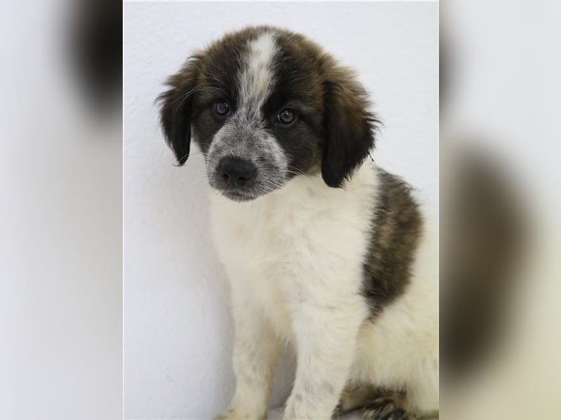 Palina, geb. ca. 05/2023, lebt in GRIECHENLAND, im städt. Tierheim Serres