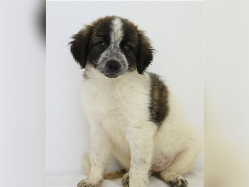 Palina, geb. ca. 05/2023, lebt in GRIECHENLAND, im städt. Tierheim Serres