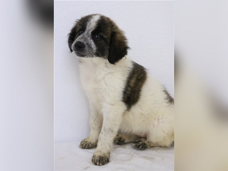 Palina, geb. ca. 05/2023, lebt in GRIECHENLAND, im städt. Tierheim Serres