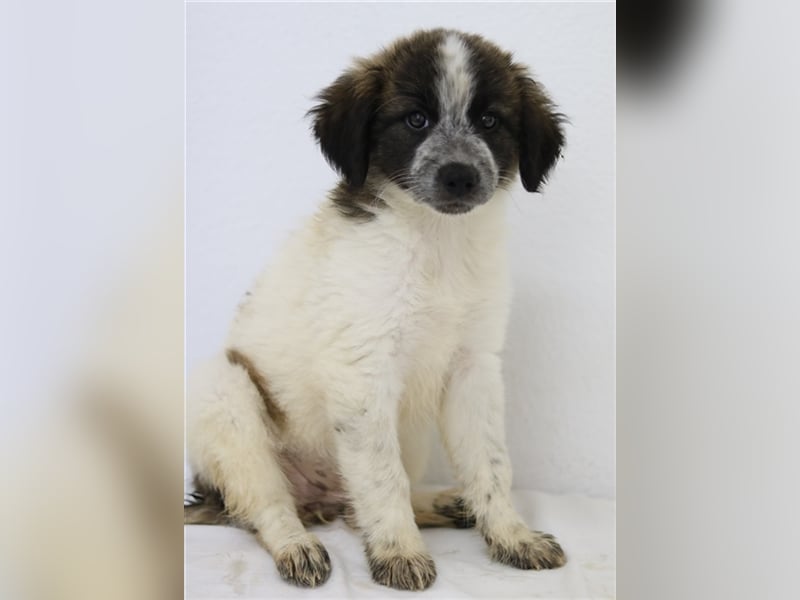 Palina, geb. ca. 05/2023, lebt in GRIECHENLAND, im städt. Tierheim Serres