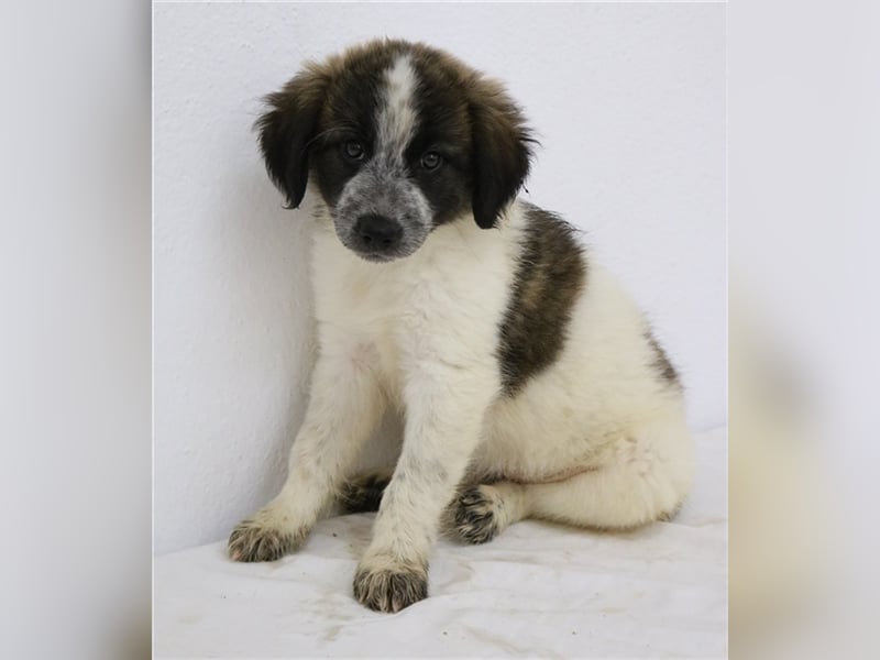 Palina, geb. ca. 05/2023, lebt in GRIECHENLAND, im städt. Tierheim Serres