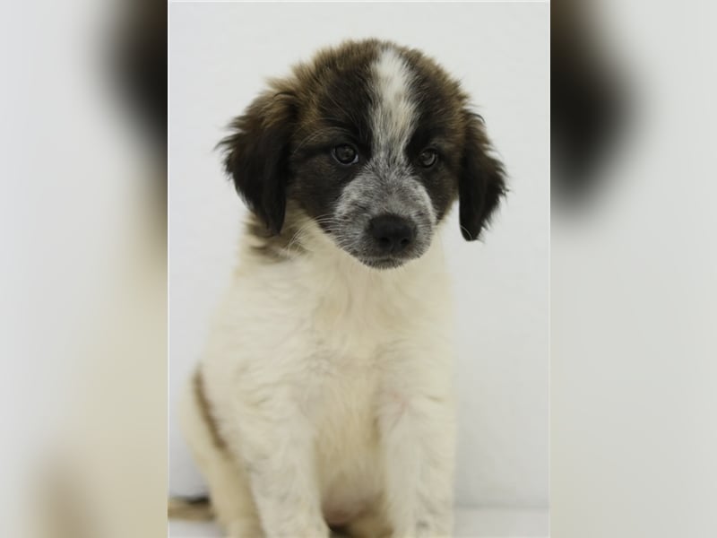 Palina, geb. ca. 05/2023, lebt in GRIECHENLAND, im städt. Tierheim Serres
