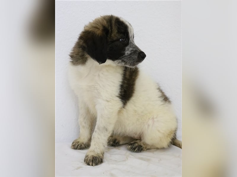Palina, geb. ca. 05/2023, lebt in GRIECHENLAND, im städt. Tierheim Serres