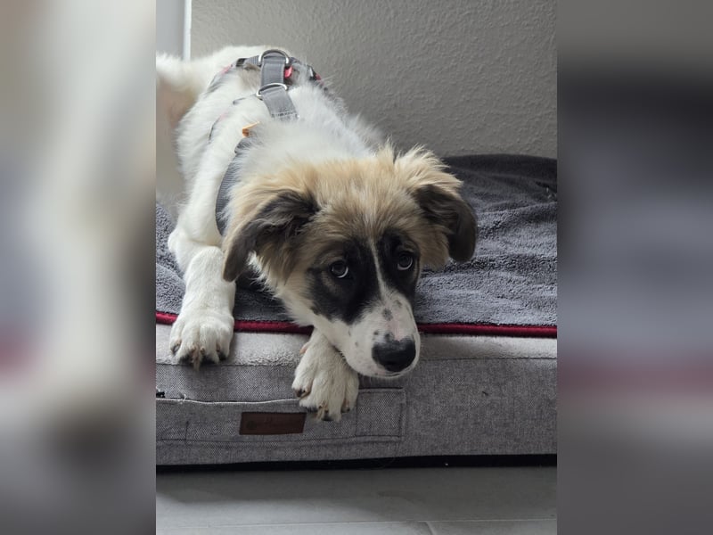Imme sucht dringend ihr neues Zuhause