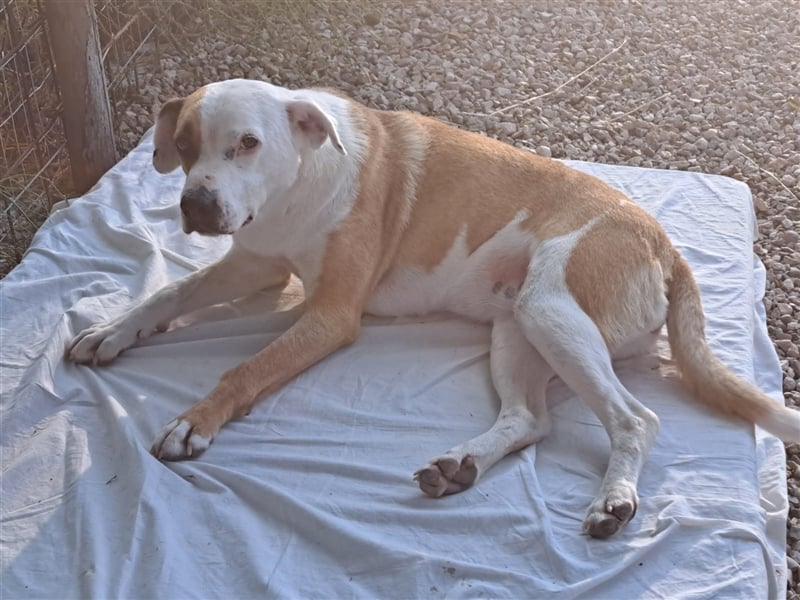 Sabrina sucht Zuhause mit Herz