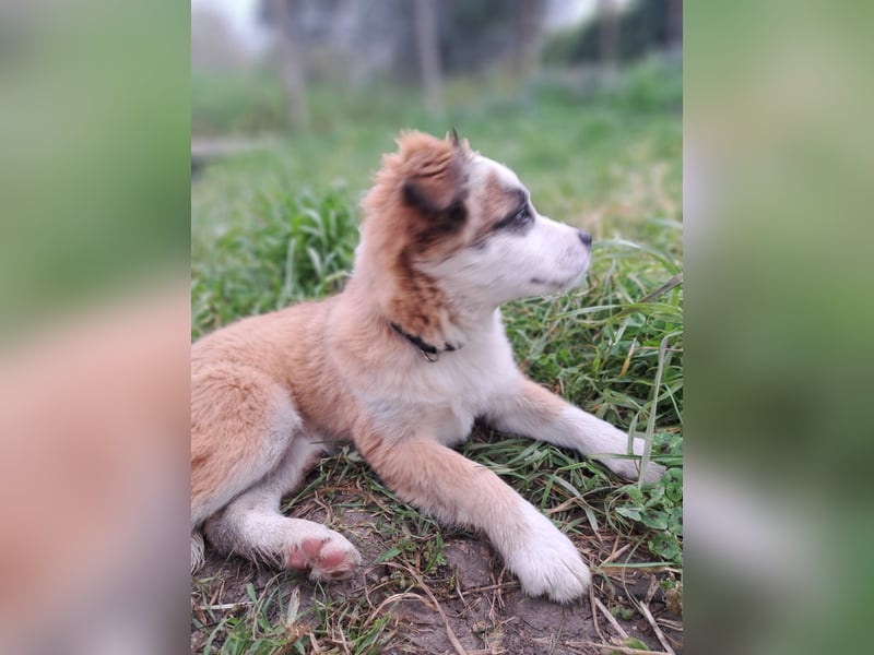 Marisol sucht ihr Körbchen