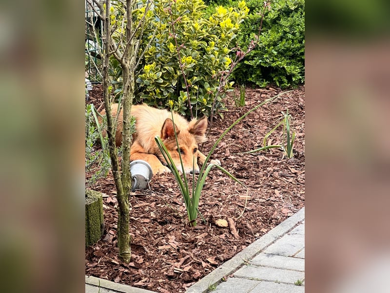 Rosalie sucht ihr Zuhause