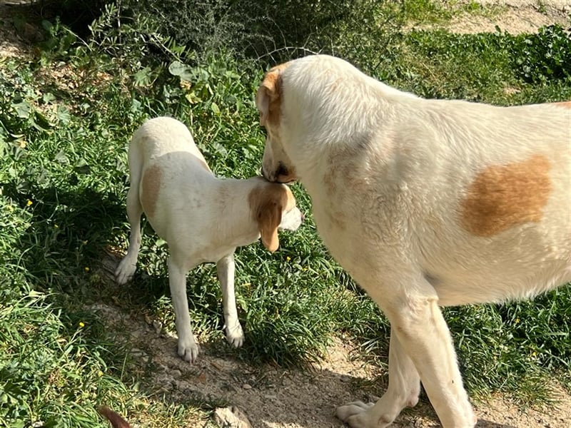 Athenea