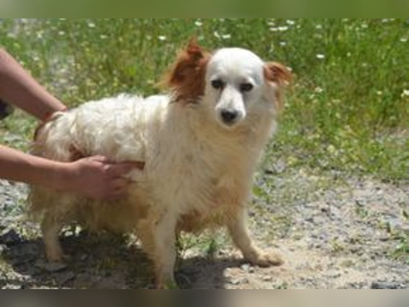 Fifi, eine von zwölf zurückgebliebenen Hunden sucht ein neues Zuhause